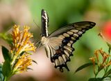 Giant Swallowtail