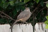 Curve-billed Thrasher