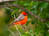 Vermillion Flycatcher