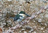 Green Kingfisher