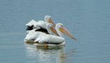 American White Pelican