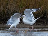 California Gull ?