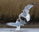 California Gull