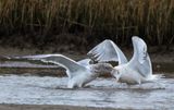 California Gull