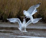 California Gull