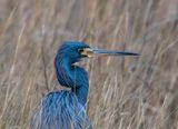 Little Blue Heron