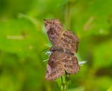 DSC_6449-Edit-2.jpg