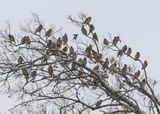Cedar Waxwings