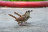 Carolina Wren