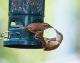 Carolina Wren