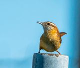 Carolina Wren
