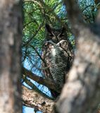 Great Horned Owl