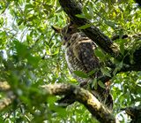 Great Horned Owl