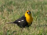 Yellow-headed Blackbird