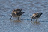 Short-billed Dowitcher