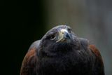 Harriss Hawk