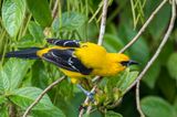 Yellow Oriole