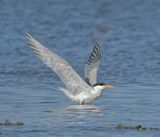 Common Tern
