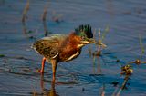 Green Heron
