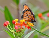 Monarch Butterfly