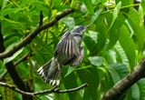 Cerulean Warbler