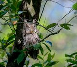 Eastern Screech-Owl