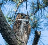 Great Horned Owl