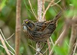 Seaside Sparrow