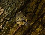 Golden-crowned Kinglet