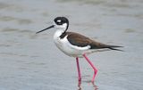Black-necked Stilt