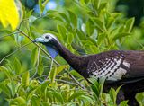Trinidad Piping-Guan