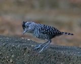 Barred Antshrike  Male