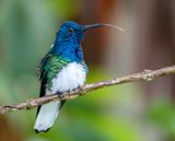 White-necked Jacobin