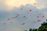 Scarlet Ibis