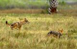 Coyotes