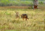 Coyotes