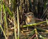 Nelsons Sparrow