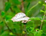 DSC_6524-1.jpg