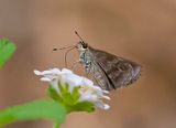 DSC_6536-2.jpg
