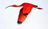 Scarlet Ibis adult