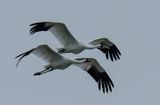 Whopping Cranes