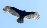 Turkey Vulture