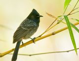 Red Vented Bulbul 