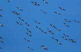 Wood Storks