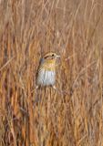 Nelsons Sparrow