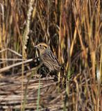 Nelsons Sparrow