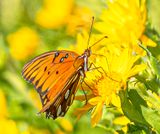 Gulf Fritillary