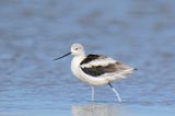 American Avocet