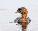 Pied-billed Grebe