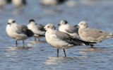 Franklins Gull    Winter adult